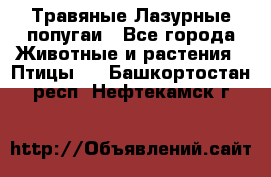 Травяные Лазурные попугаи - Все города Животные и растения » Птицы   . Башкортостан респ.,Нефтекамск г.